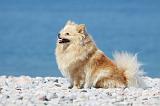 SPITZ ALLEMAND 369